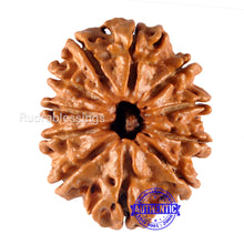 Load image into Gallery viewer, 11 Mukhi Nepalese Rudraksha - Bead No. 111

