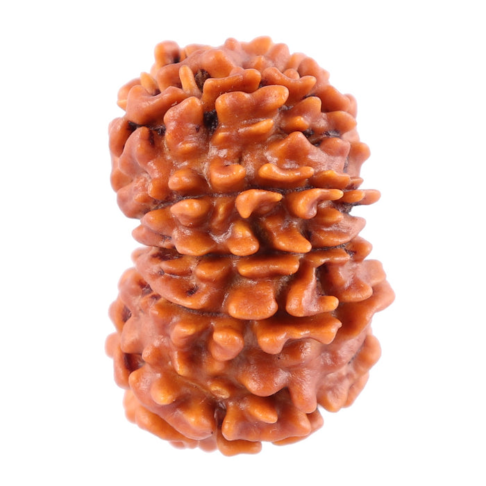 11 Mukhi Nepalese Rudraksha - Bead No. 142