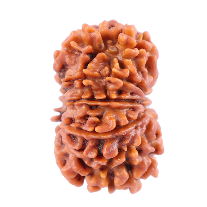 11 Mukhi Nepalese Rudraksha - Bead No. 142