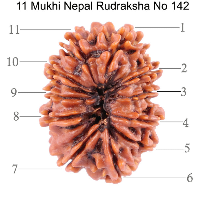 11 Mukhi Nepalese Rudraksha - Bead No. 142