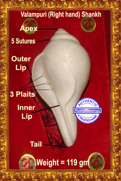 Valampuri Shankh - 119 gms