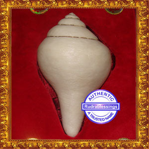 Valampuri Shankh - 119 gms