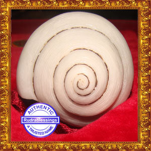 Valampuri Shankh - 119 gms