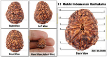 Load image into Gallery viewer, 11 Mukhi Indonesian Rudraksha - Bead No. 114
