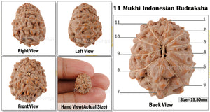 11 Mukhi Indonesian Rudraksha - Bead No. 128