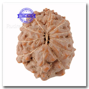 11 Mukhi Indonesian Rudraksha - Bead No. 128