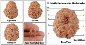 11 Mukhi Indonesian Rudraksha - Bead No. 130