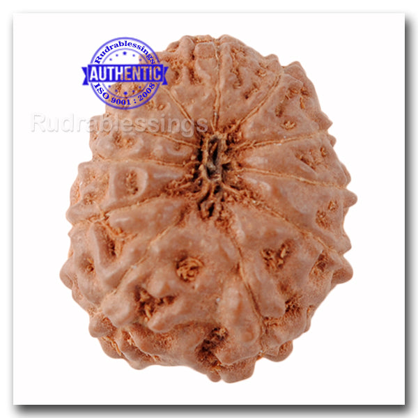 11 Mukhi Indonesian Rudraksha - Bead No. 130