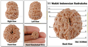11 Mukhi Indonesian Rudraksha - Bead No. 133
