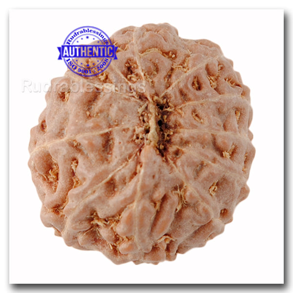 11 Mukhi Indonesian Rudraksha - Bead No. 133