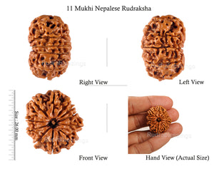 11 Mukhi Nepalese Rudraksha - Bead No. 110