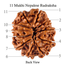 Load image into Gallery viewer, 11 Mukhi Nepalese Rudraksha - Bead No. 110
