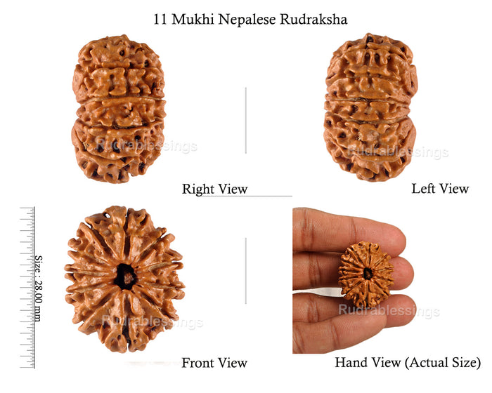 11 Mukhi Nepalese Rudraksha - Bead No. 111