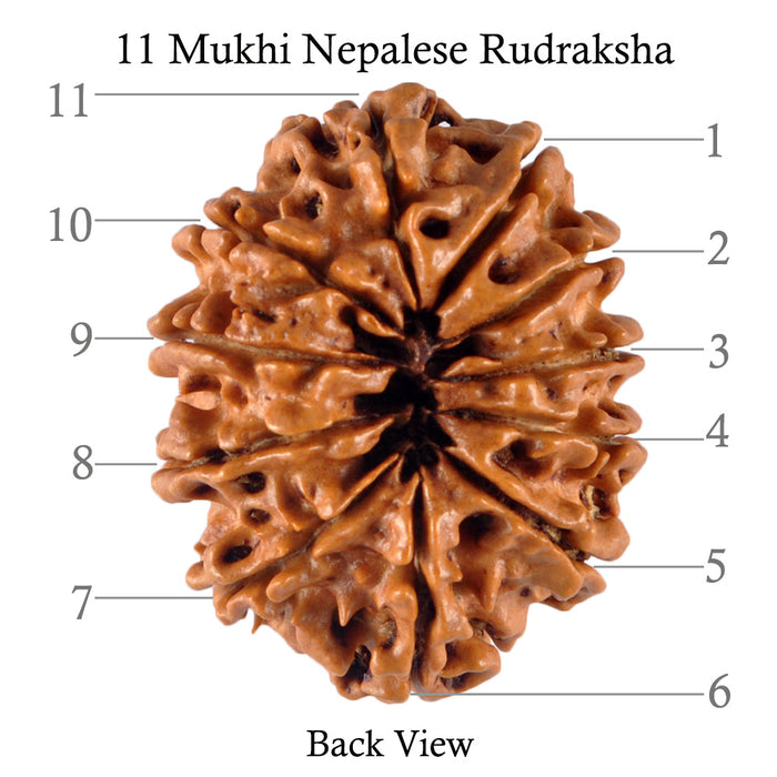 11 Mukhi Nepalese Rudraksha - Bead No. 111