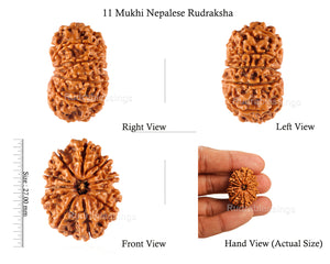 11 Mukhi Nepalese Rudraksha - Bead No. 114