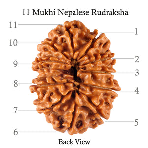 11 Mukhi Nepalese Rudraksha - Bead No. 114