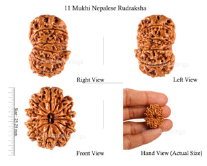 11 Mukhi Nepalese Rudraksha - Bead No. 115