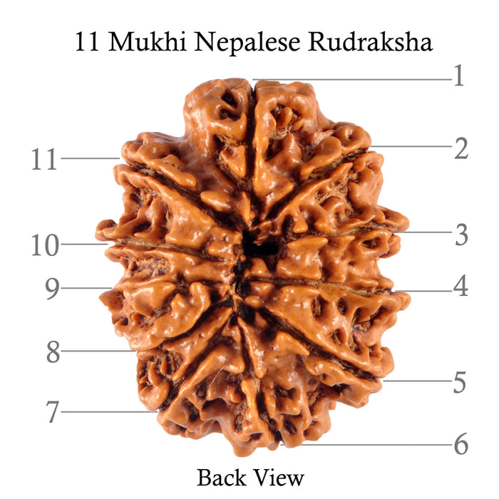 11 Mukhi Nepalese Rudraksha - Bead No. 115