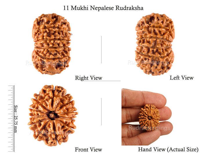 11 Mukhi Nepalese Rudraksha - Bead No. 122