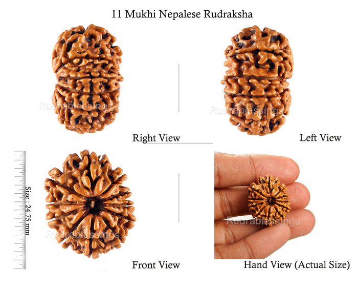11 Mukhi Nepalese Rudraksha - Bead No. 123