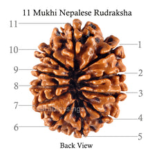 Load image into Gallery viewer, 11 Mukhi Nepalese Rudraksha - Bead No. 123
