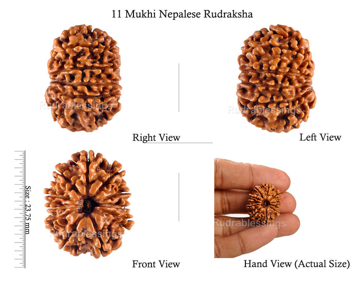 11 Mukhi Nepalese Rudraksha - Bead No. 125