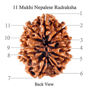 11 Mukhi Nepalese Rudraksha - Bead No. 125