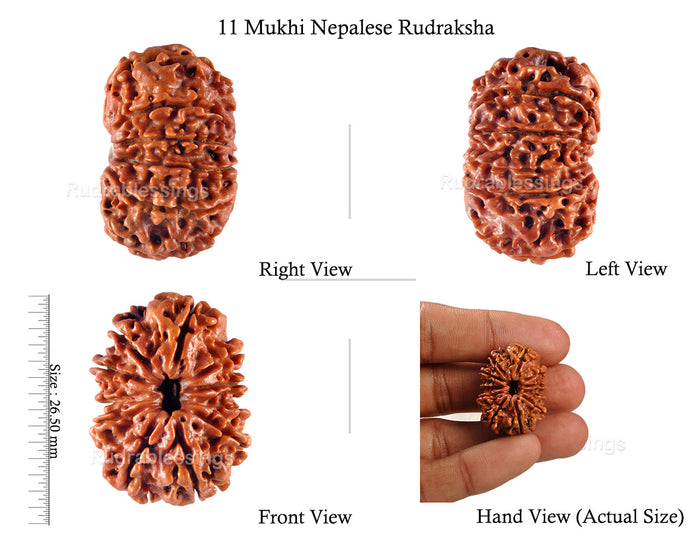 11 Mukhi Nepalese Rudraksha - Bead No. 130
