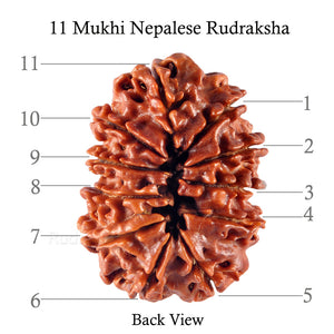 11 Mukhi Nepalese Rudraksha - Bead No. 130