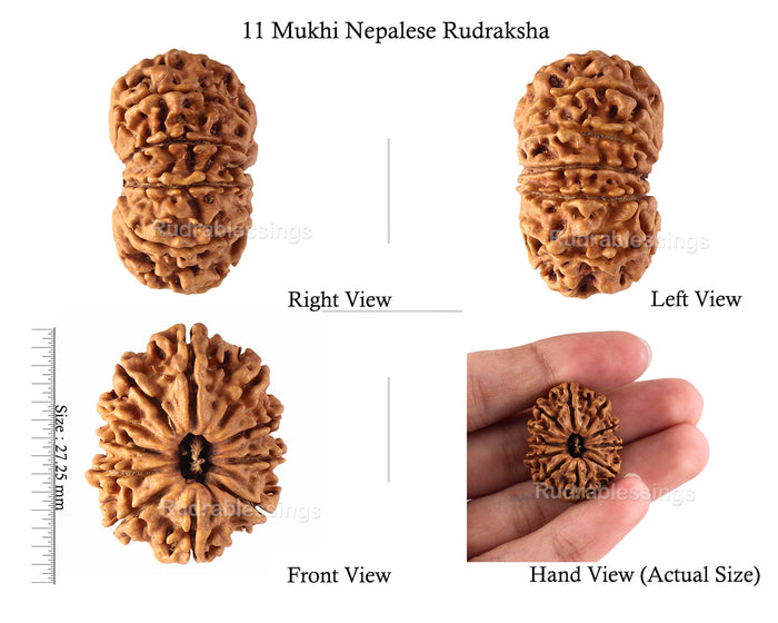 11 Mukhi Nepalese Rudraksha - Bead No. 135