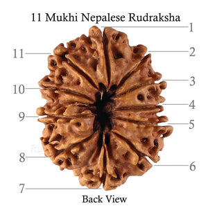 11 Mukhi Nepalese Rudraksha - Bead No. 135