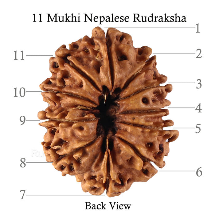 11 Mukhi Nepalese Rudraksha - Bead No. 135