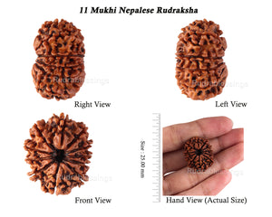 11 Mukhi Nepalese Rudraksha - Bead No. 140