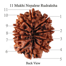 Load image into Gallery viewer, 11 Mukhi Nepalese Rudraksha - Bead No. 140
