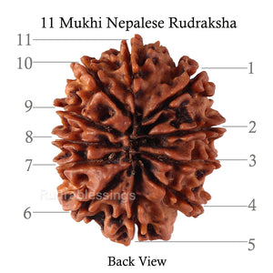 11 Mukhi Nepalese Rudraksha - Bead No. 140