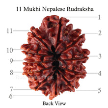 Load image into Gallery viewer, 11 Mukhi Nepalese Rudraksha - Bead No. 141
