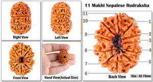 11 Mukhi Nepalese Rudraksha - Bead No. 59