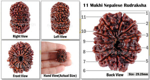 11 Mukhi Nepalese Rudraksha - Bead No. 60