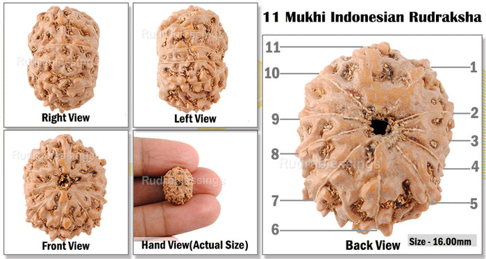11 Mukhi Indonesian Rudraksha - Bead No. 144