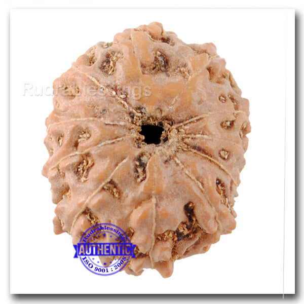 11 Mukhi Indonesian Rudraksha - Bead No. 144
