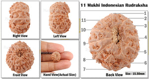 11 Mukhi Indonesian Rudraksha - Bead No. 145