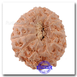11 Mukhi Indonesian Rudraksha - Bead No. 145