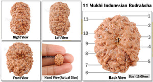 11 Mukhi Indonesian Rudraksha - Bead No. 146