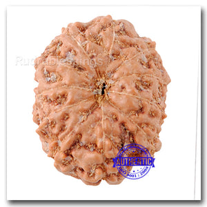 11 Mukhi Indonesian Rudraksha - Bead No. 146