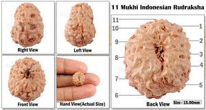 11 Mukhi Indonesian Rudraksha - Bead No. 148