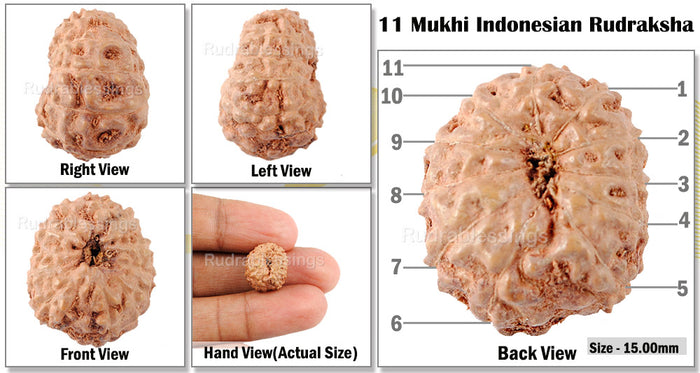 11 Mukhi Indonesian Rudraksha - Bead No. 148