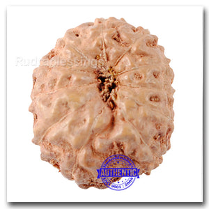 11 Mukhi Indonesian Rudraksha - Bead No. 148