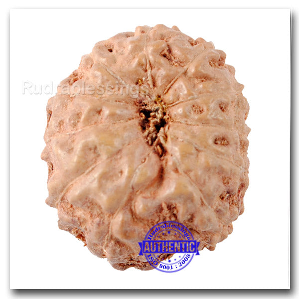 11 Mukhi Indonesian Rudraksha - Bead No. 148