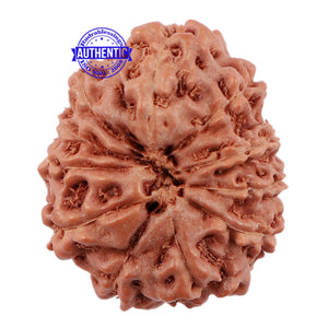 11 Mukhi Indonesian Rudraksha - Bead No. 115