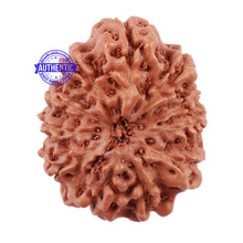Load image into Gallery viewer, 11 Mukhi Indonesian Rudraksha - Bead No. 115
